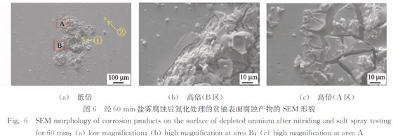 圖６ 經６０ｍｉｎ鹽霧腐蝕后氮化處理的貧鈾表面腐蝕產物的ＳＥＭ 形貌